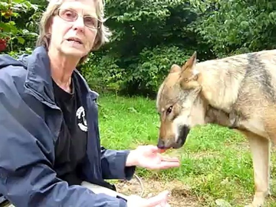 Dans l'enclos des loups