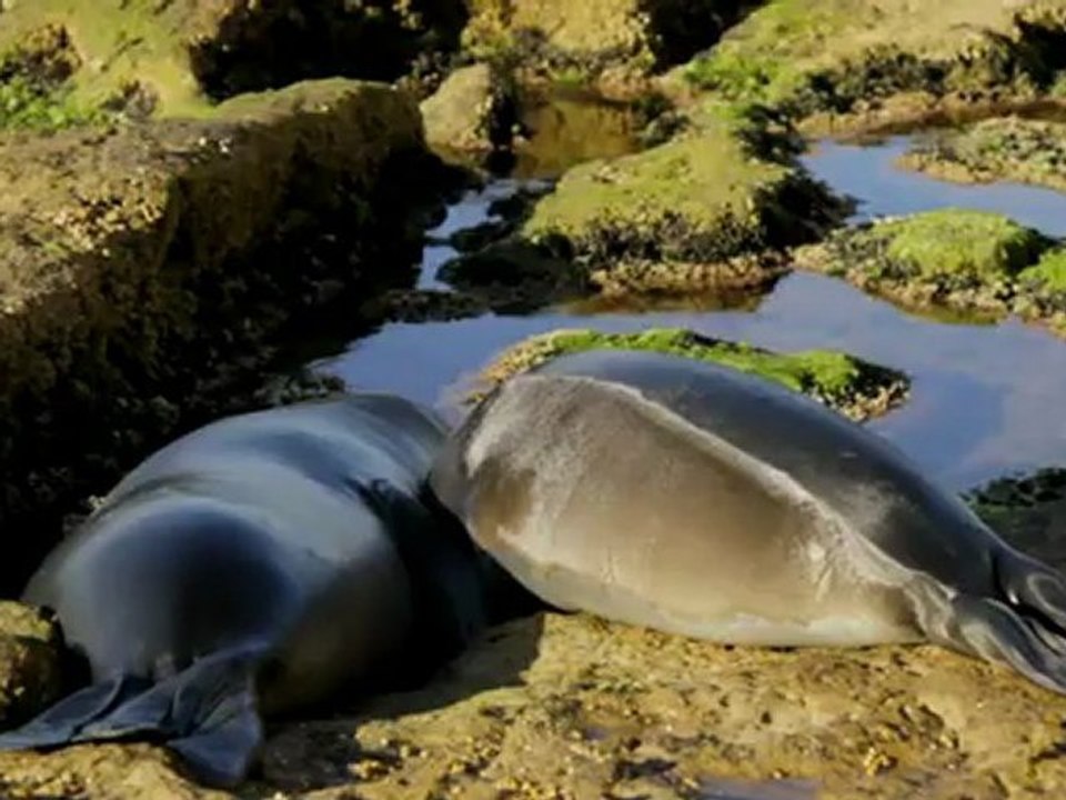 ELEPHANT SEAL - WEANLING