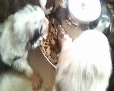 Chiots bergers australiens de Brisbane et Logan 23 jours (élevage des Ondes de Love)