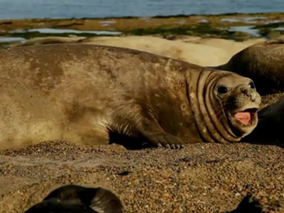 ELEPHANT SEAL - ONOMATOPEIA