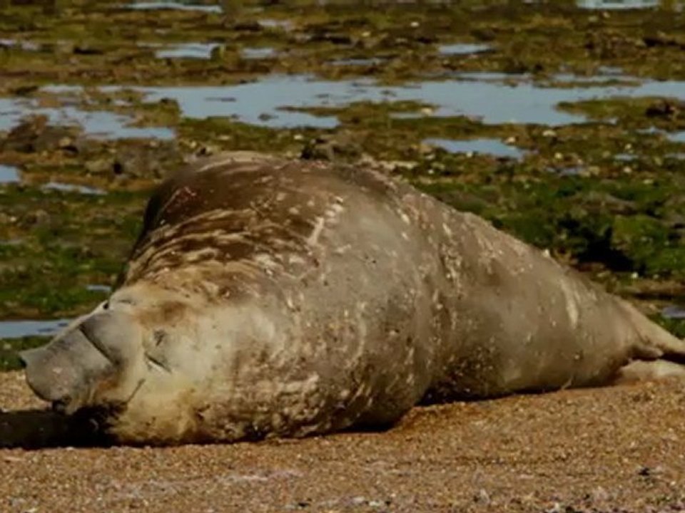 ELEPHANT SEAL - ANYTIME