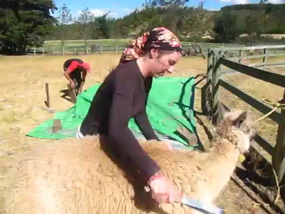 Jo, coiffeuse d'alpaca...
