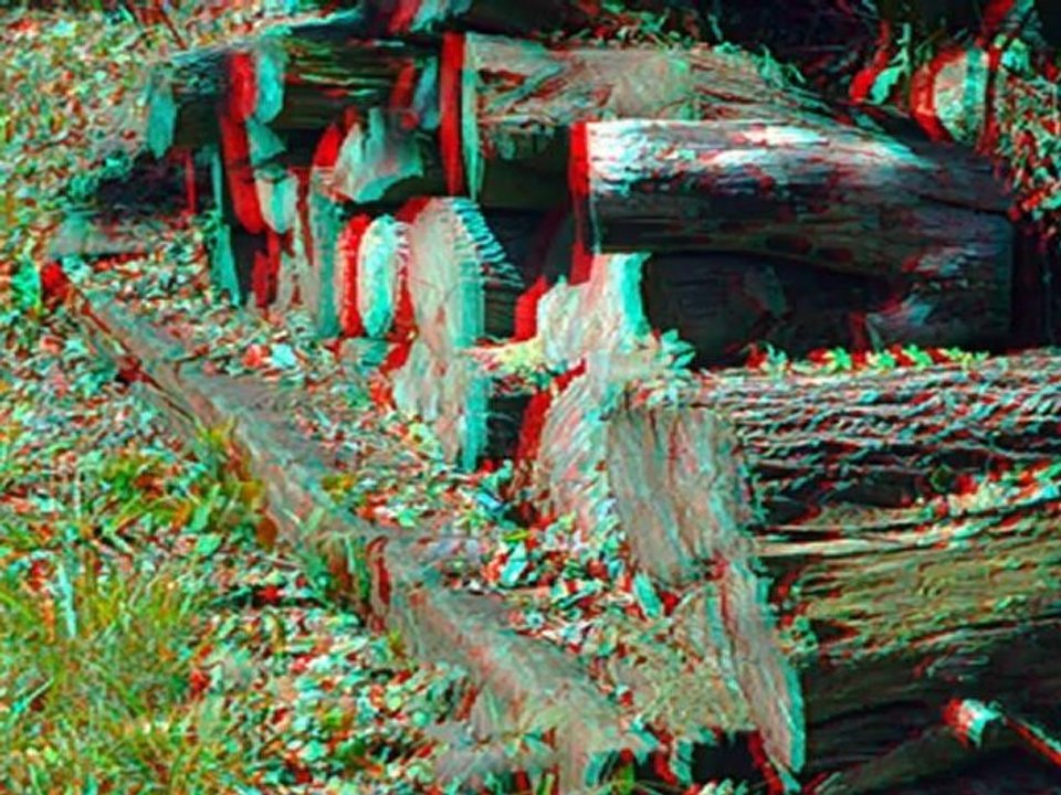 The Forest in 3D