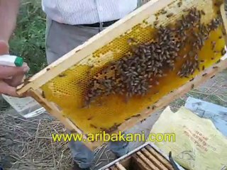 varroa mücadelesi laktik asit uygulaması