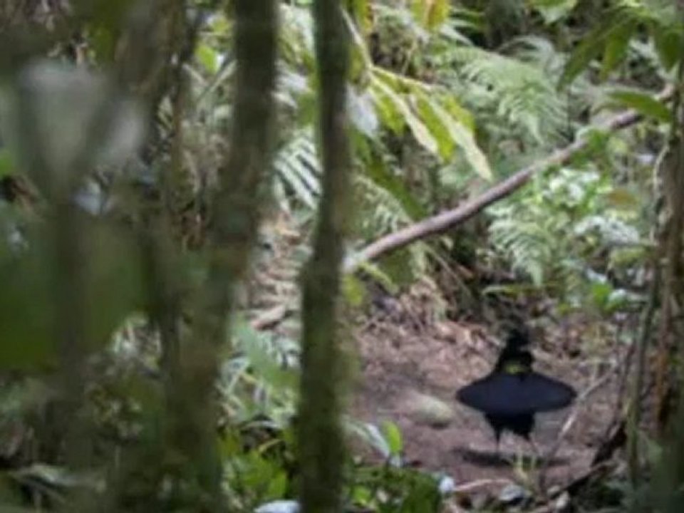 beautiful bird dancing bonno van der putten