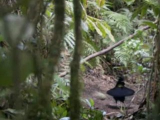 beautiful bird dancing bonno van der putten