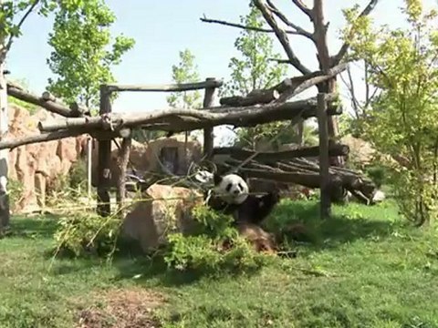 Pandas géants: les stars du zoo de Beauval