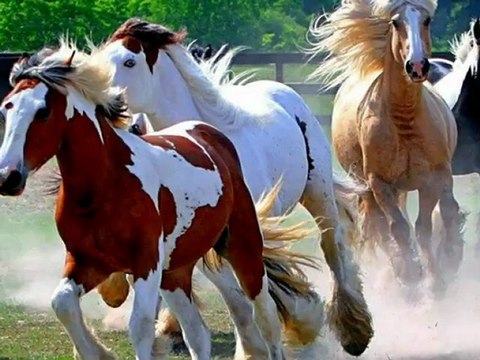 fuat saka-cilveloy nanayda Derule -