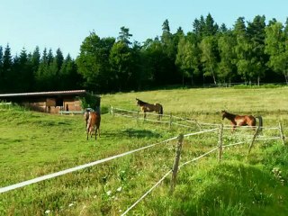 Rando equestre la BOUCLE DORE Aout 2012