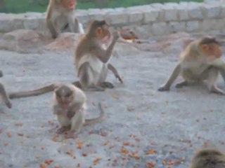 MONKEY SEE, MONKEY DO