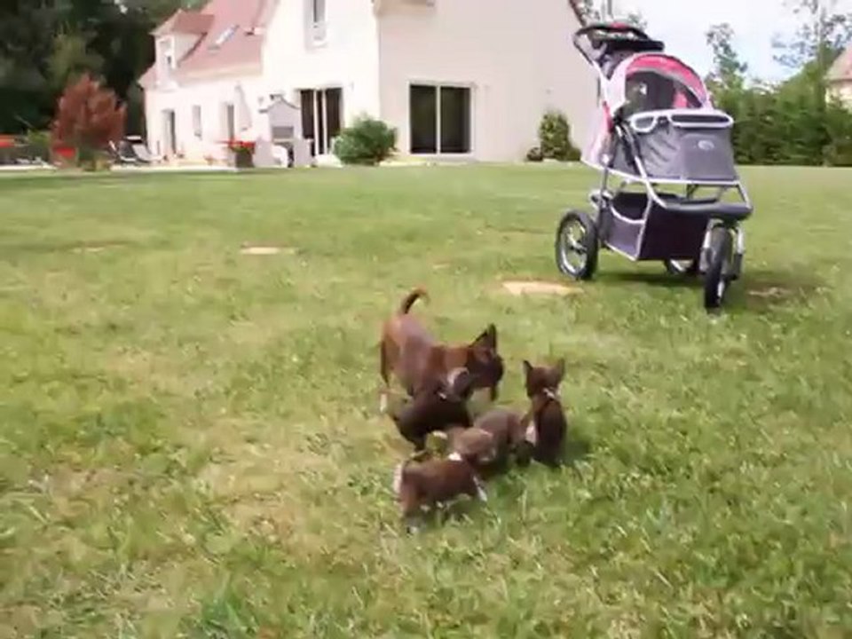 Bébés Chihuahuas poil court ultra-miniatures