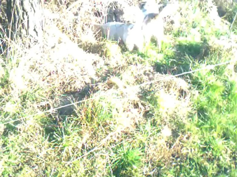 PBGV sur  lapin(2)