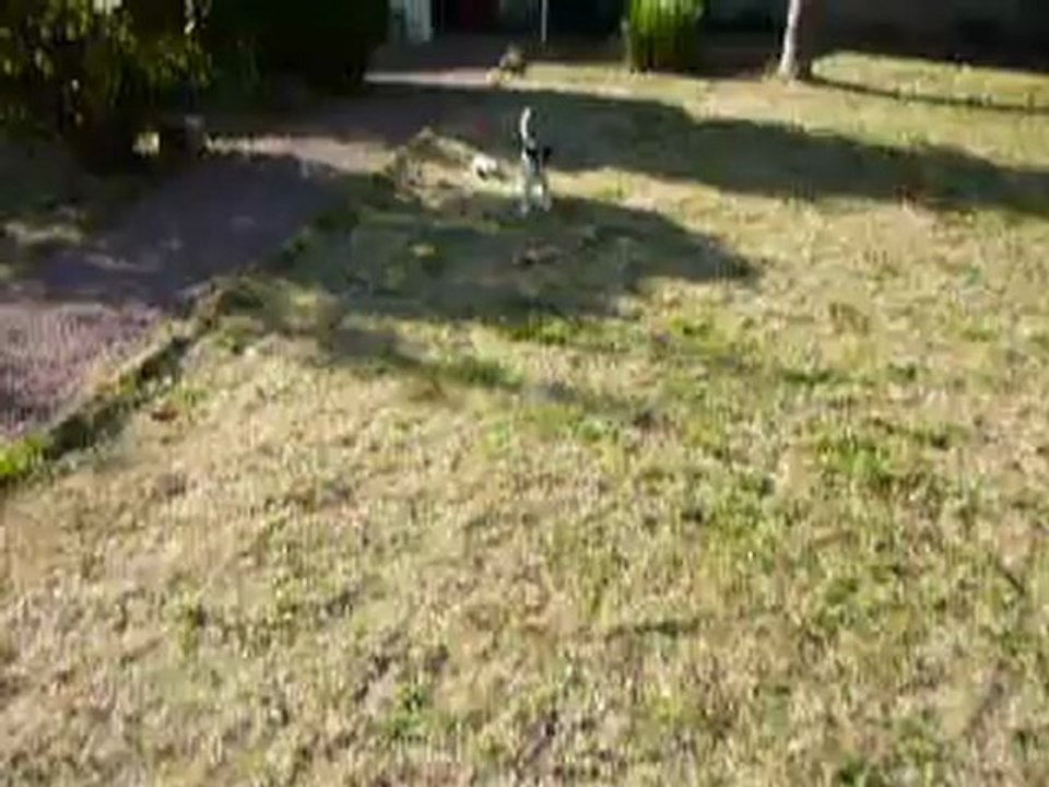 Hermione jack russel 4mois dans le jardin