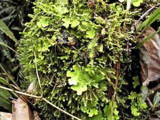 10 août 2010-Écran