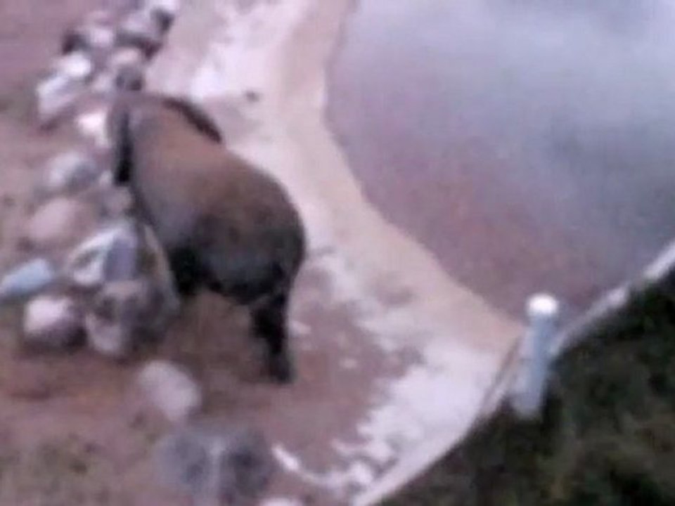 Explosion d'un éléphant au Zoo