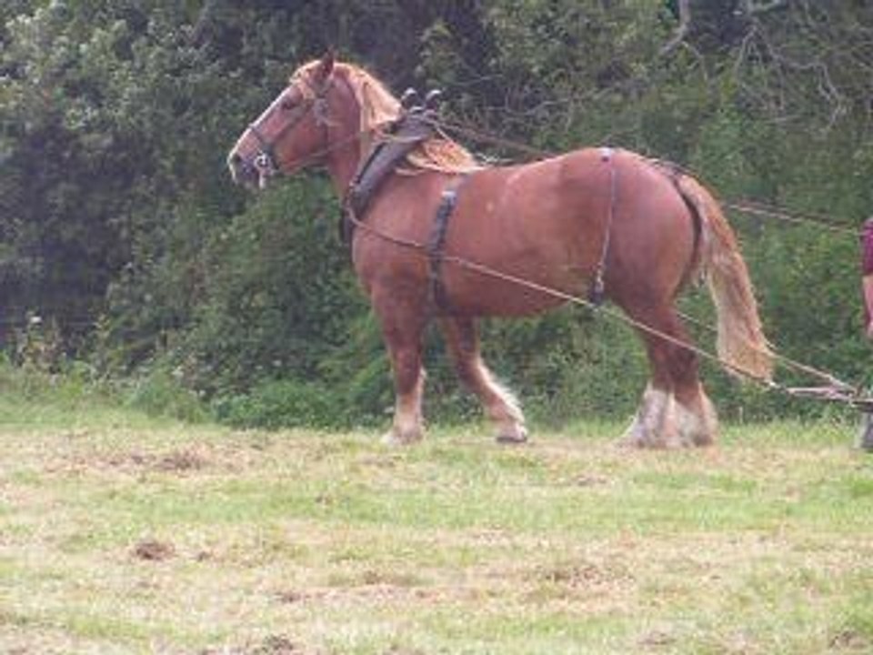débardage jeune cheval