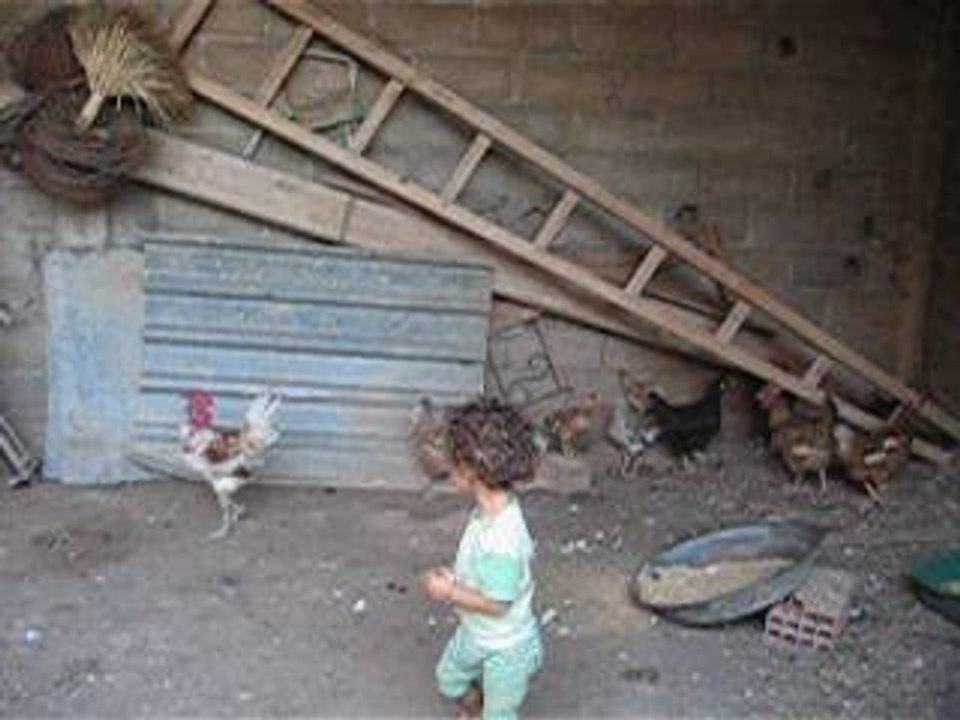 Samy et les poules