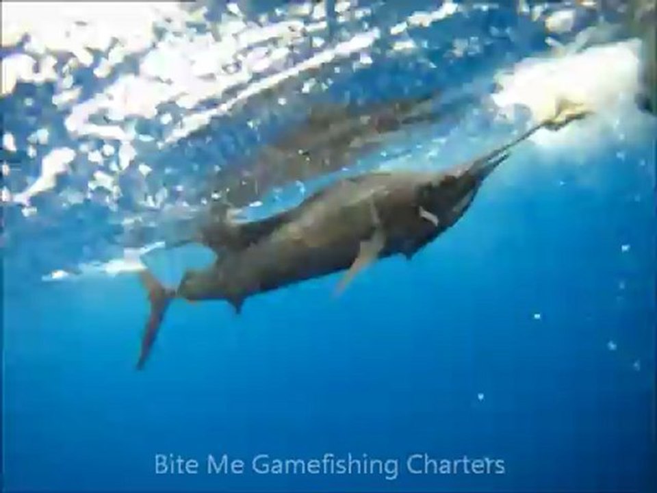 Tag and Underwater Sailfish Release in Fiji