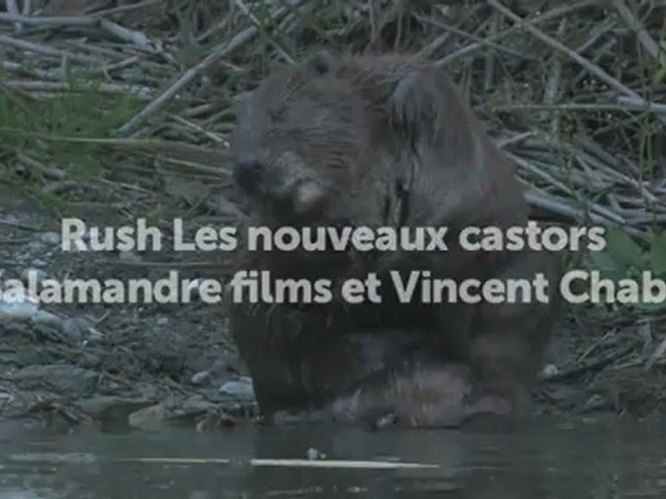 Au poil, le castor