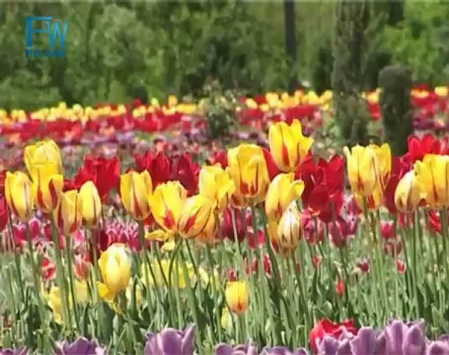 MEDICINAL PLANTS: Documentary