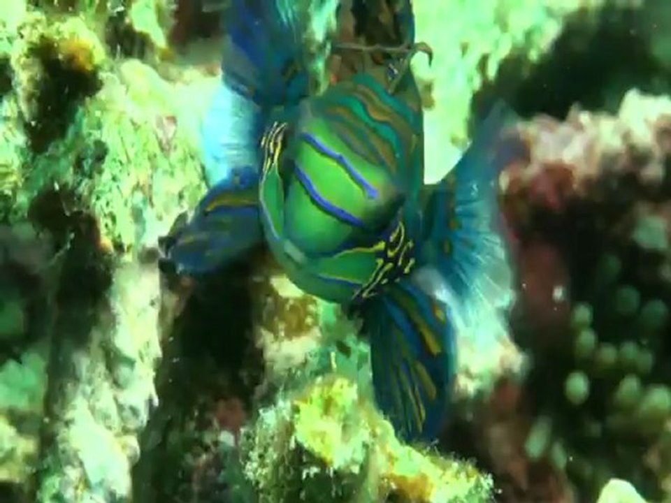 Bali magique 2012
