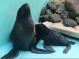 В Севастополльском дельфинарии родился морской котик