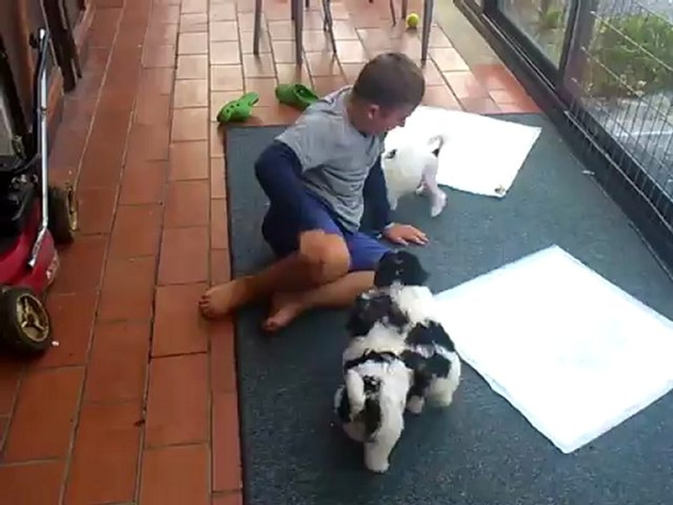 Bebes Petit Chien Lion Gaston Bahia Video Dailymotion