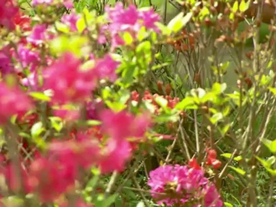 101 East - Asian brides for sale