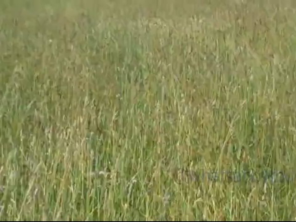 30 Seconds of Peace: Up close with the field