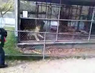 crazy man Attacked by a Lion