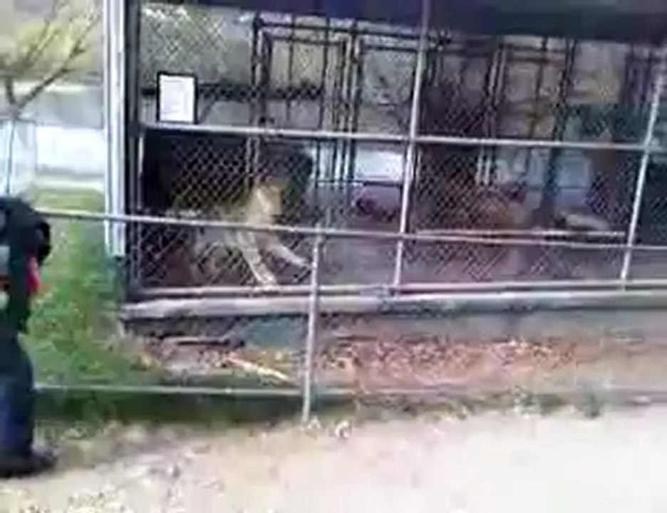 crazy man Attacked by a Lion