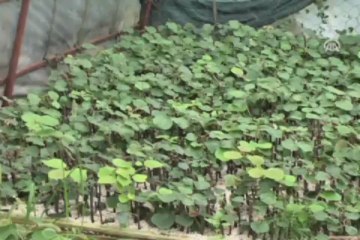 Serada tropikal ürün yetiştiriyor