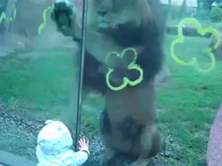Lion trying to attack baby at zoo