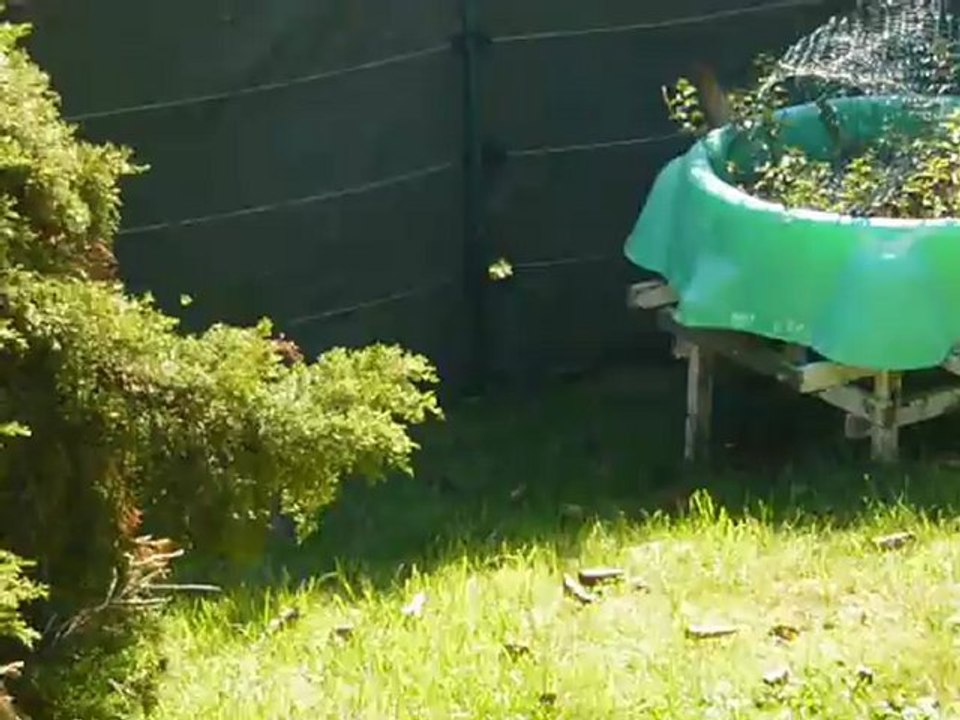 L'évolutution (2) de Farlows après son opération