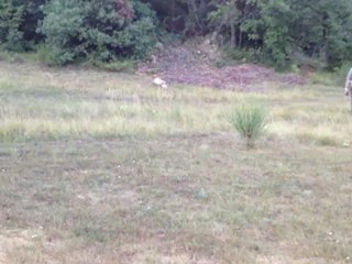 Entraînement au Domaine avant la chasse!!!!!