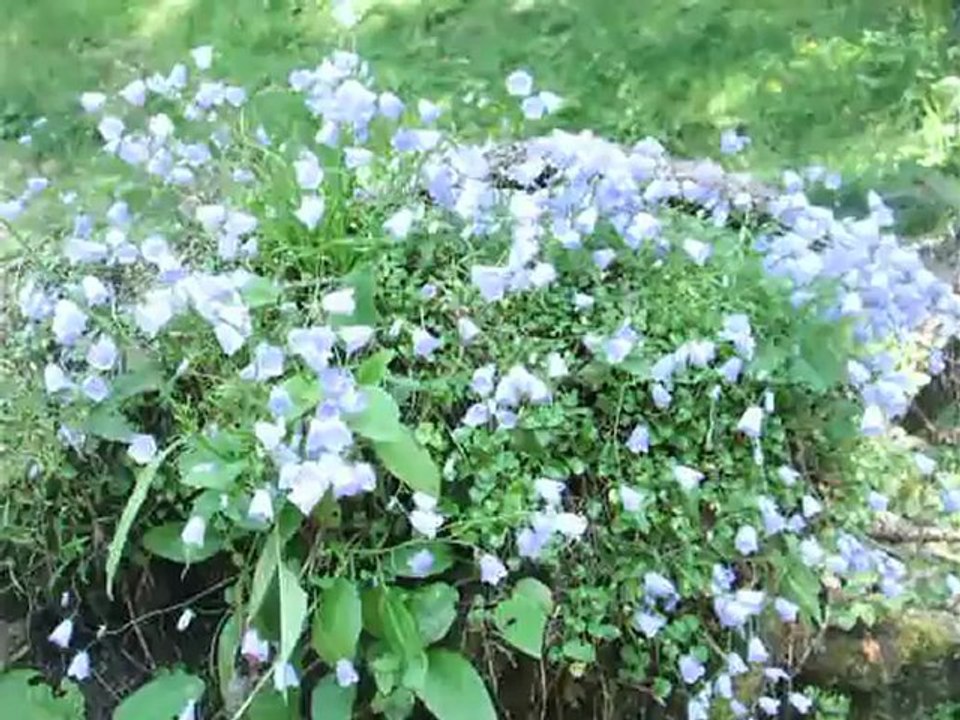 auf einem Baum in Bayern