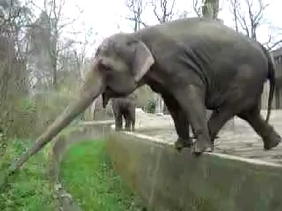 Smart elephant in the Berlin Zoo