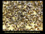 Visite de la ruche Roche aux Abeilles