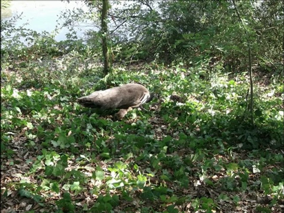 Zoo de la palmyre Août 2012