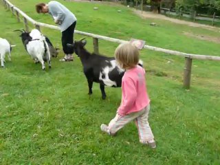 Gaëlle vs chèvres