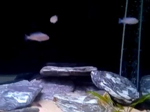 Mbuna Tank.(Lion's Cove,Afra Hara Galleria Reef,Neon Spot,Elongatus Mpanga)