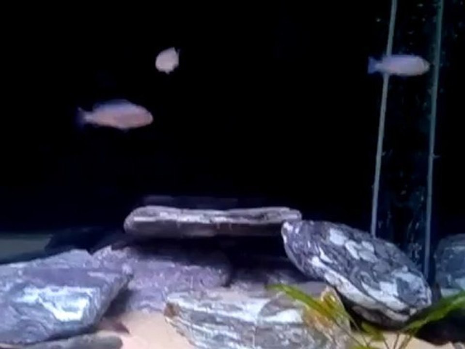 Mbuna Tank.(Lion's Cove,Afra Hara Galleria Reef,Neon Spot,Elongatus Mpanga)