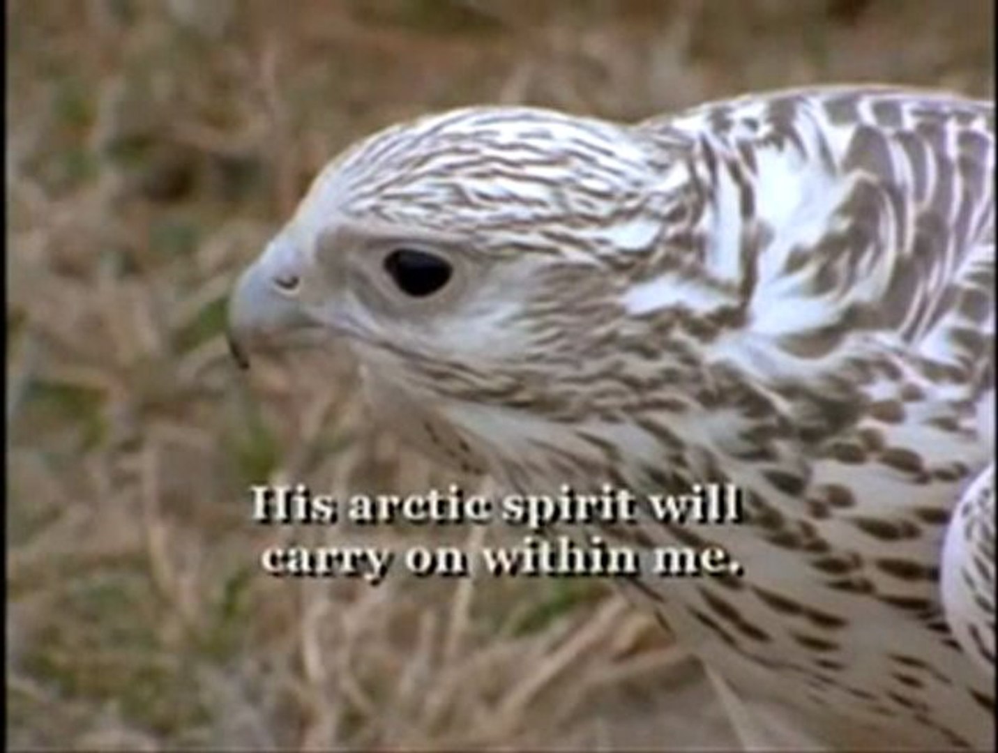 ŞAHİN YABAN KAZINA SALDIRIYOR