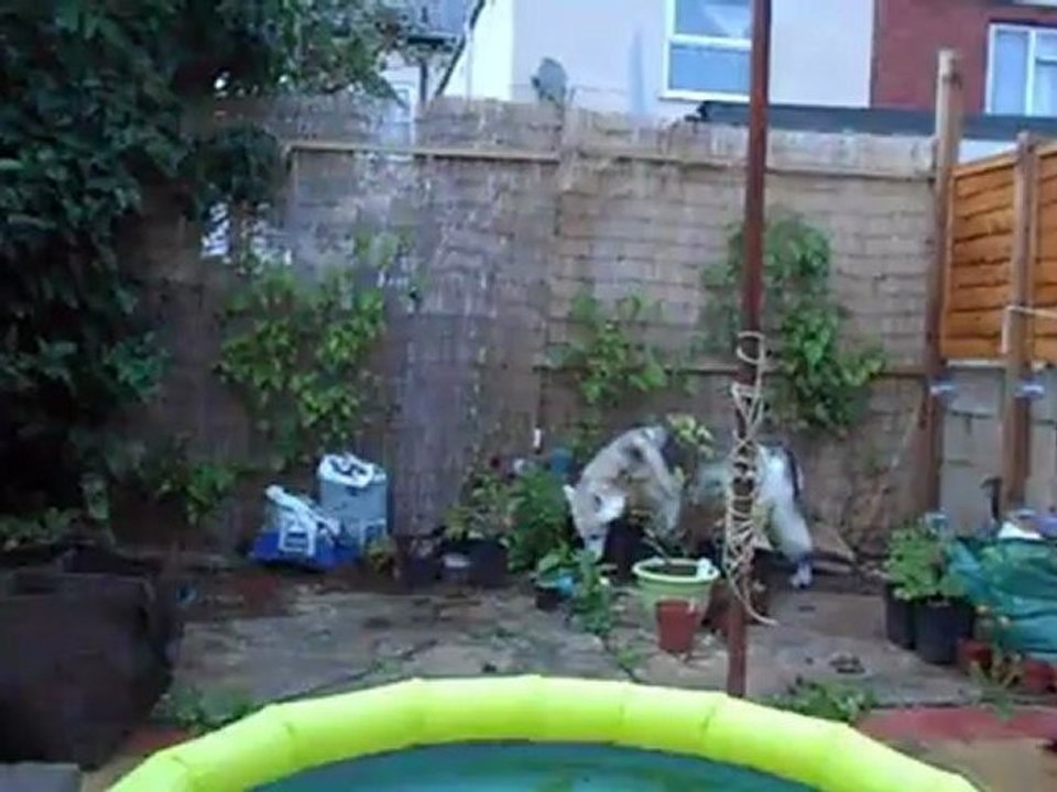 Freya pottering in the rain