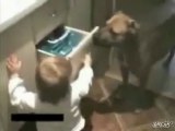 Video Le chien, le bebe et le tiroir de noriko (Animaux - noriko) - wat.tv