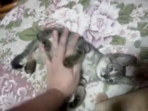 20120828ハルハル