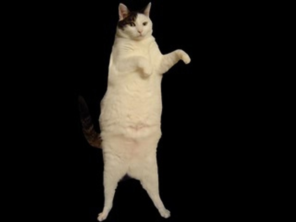 Kitty Cat Dance