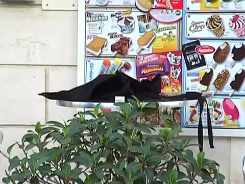 TG 25.08.12 Omicidio di Mola: arrestati due presunti assassini di Giuseppe Amodio