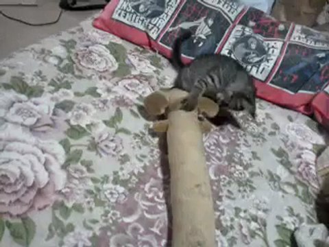 20120828ハルハル