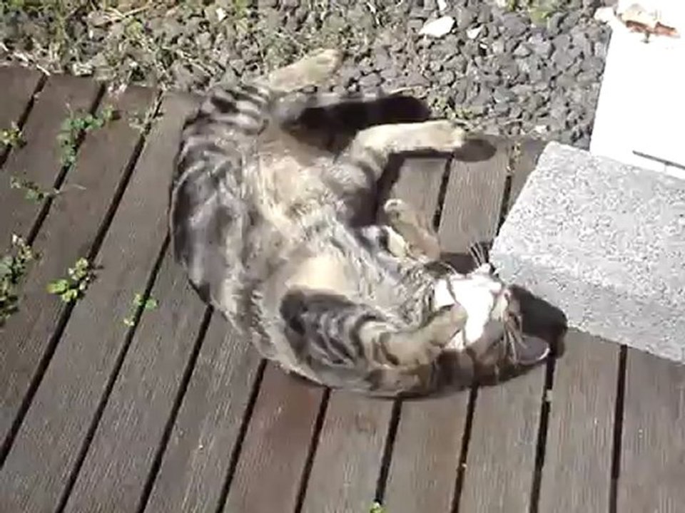 Moustache se délasse au soleil